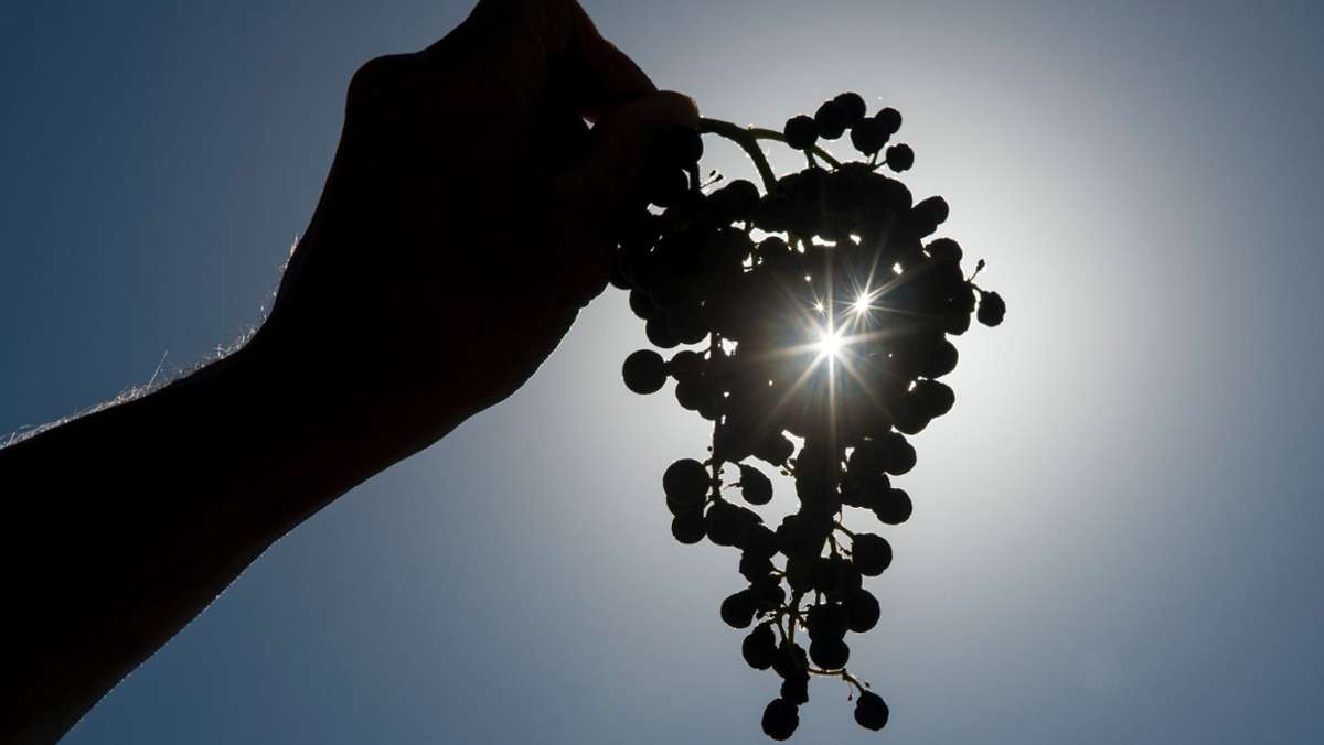 Lauffen im Kreis Heilbronn: Unbekannte stehlen zehn Tonnen Weintrauben