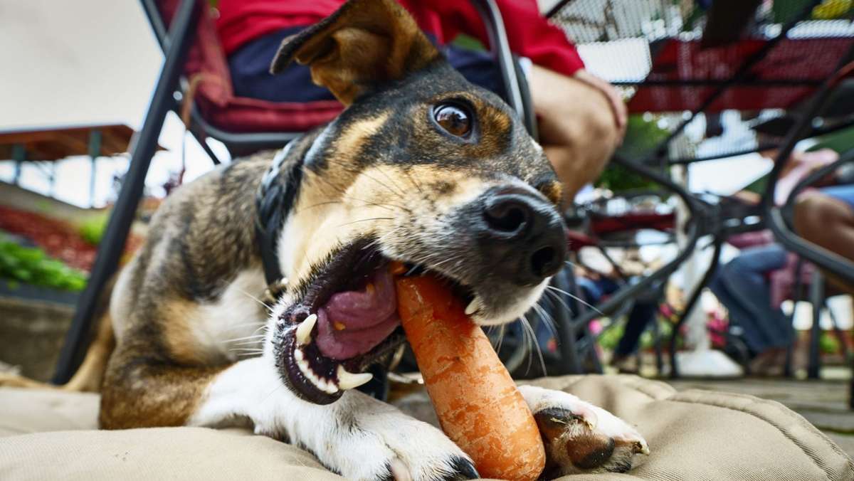 Ernährung von Hunden und Katzen: Mein Hund ist Vegetarier
