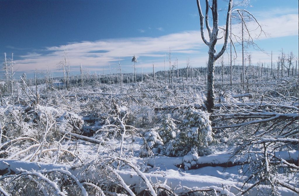 Ab dem Jahr 2000 wurde der „Lotharpfad“ angelegt, das Foto zeigt das Waldstück im Winter 2001.