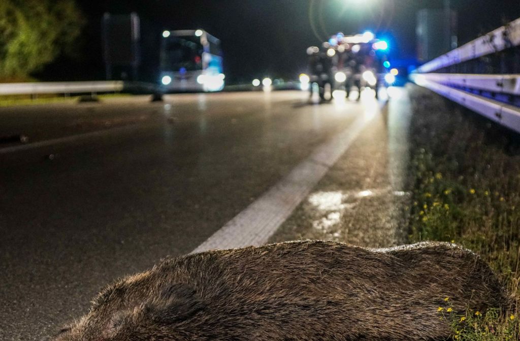 Sieben Wildschweine sind bei dem Unfall auf der A8 gestorben.