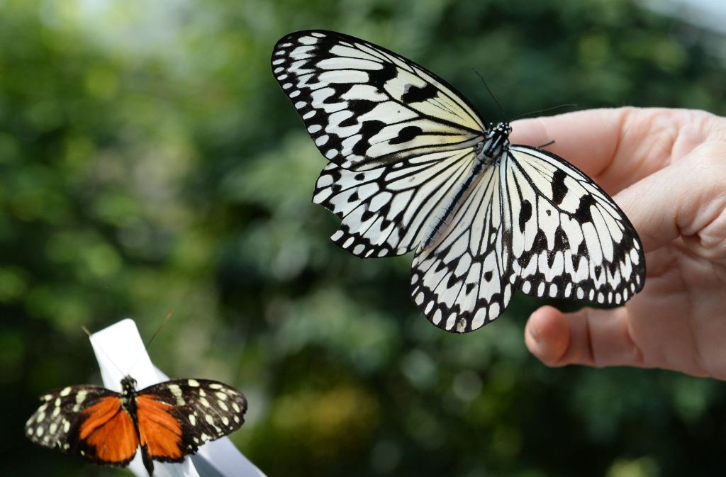 Im Briefumschlag, aber nicht per Post: Eine Tierpflegerin der Wilhema läßt die frisch eingetroffenen Schmetterlinge im Schmetterlingshaus der Wilhelma frei.
