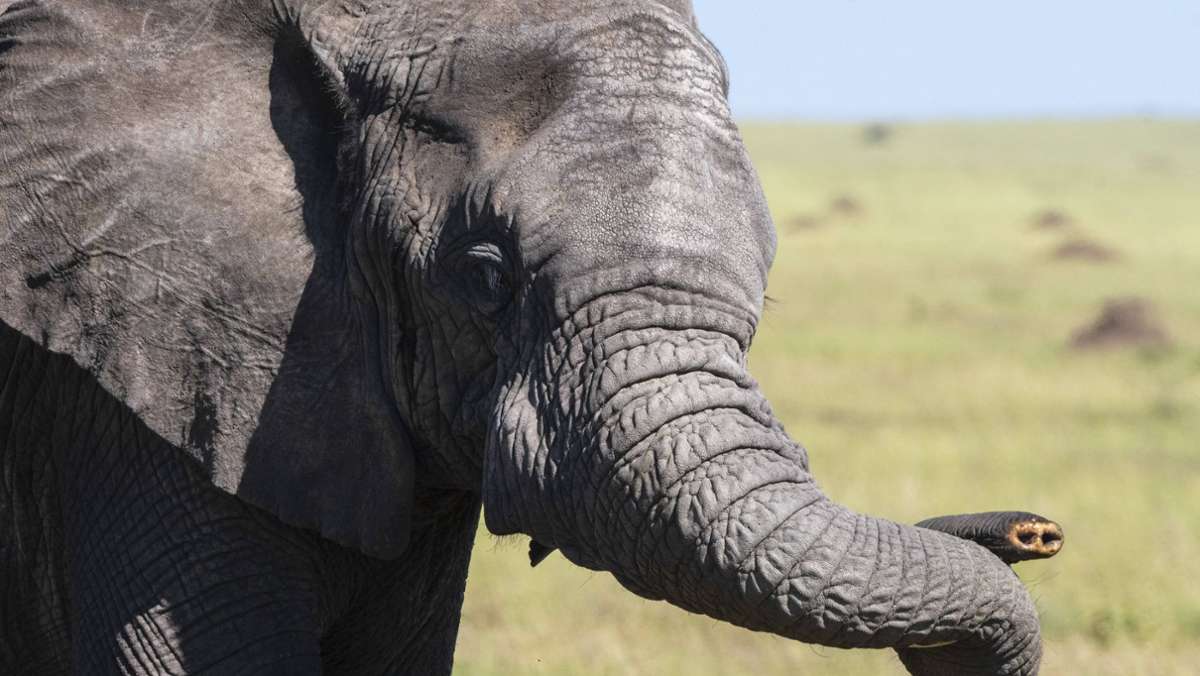 Ein Beispiel aus Afrika zeigt, wie Menschen die Evolution in der Tierwelt beeinflussen können: Durch massive Wilderei wachsen vielen Elefantenkühen keine Stoßzähne mehr – weil sie so lange die besseren Überlebenschancen hatten. 