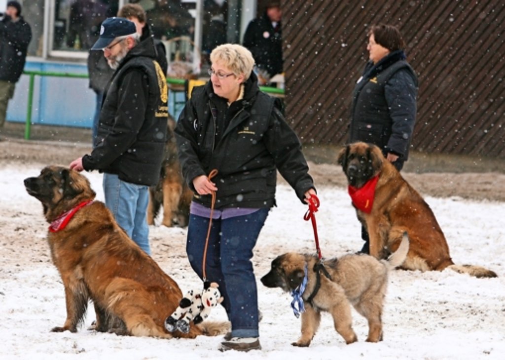 Kälte, Schnee und Regen – nicht jeder hat da so ein dickes Fell wie die Leonberger Hunde. Viele werden dann krank. Foto:  