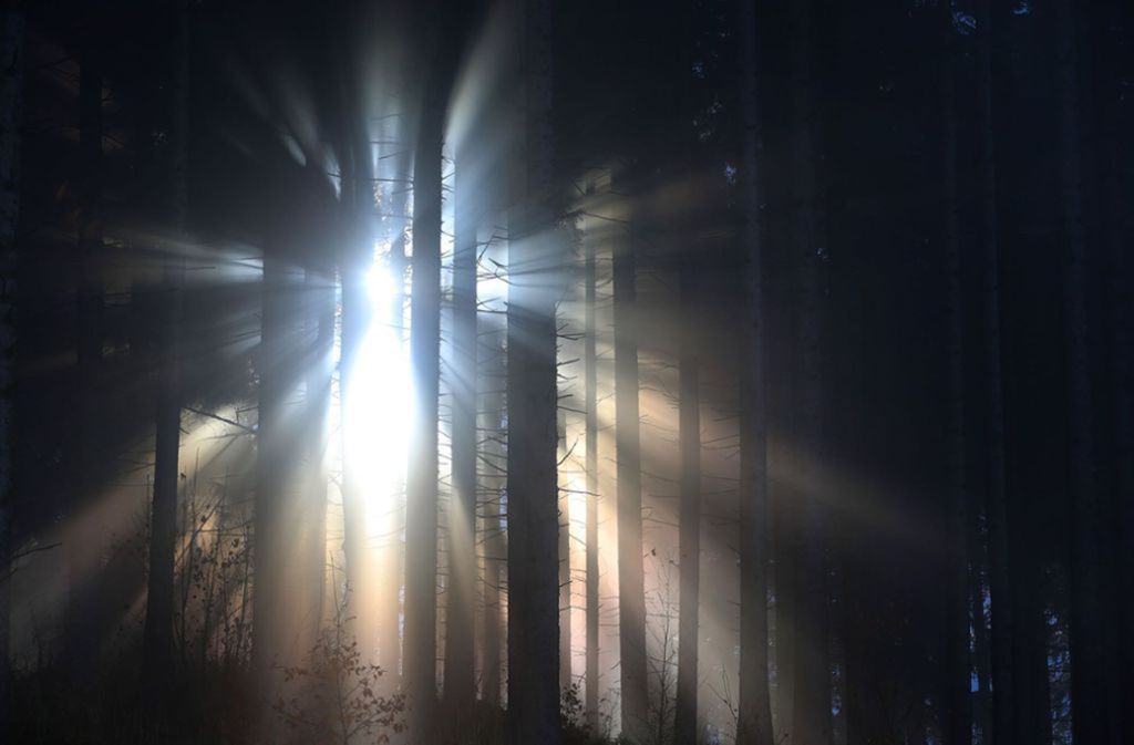 Bayern, Nesselwang: Sonnenstrahlen dringen durch einen im Nebel liegenden Nadelwald.