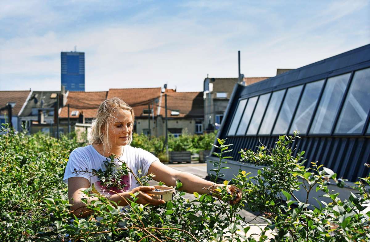 Hochprofessionelles Urban Gardening: Auf diesem Dach wachsen Gemüse, Kräuter und etwa Heidelbeeren in großen Mengen.