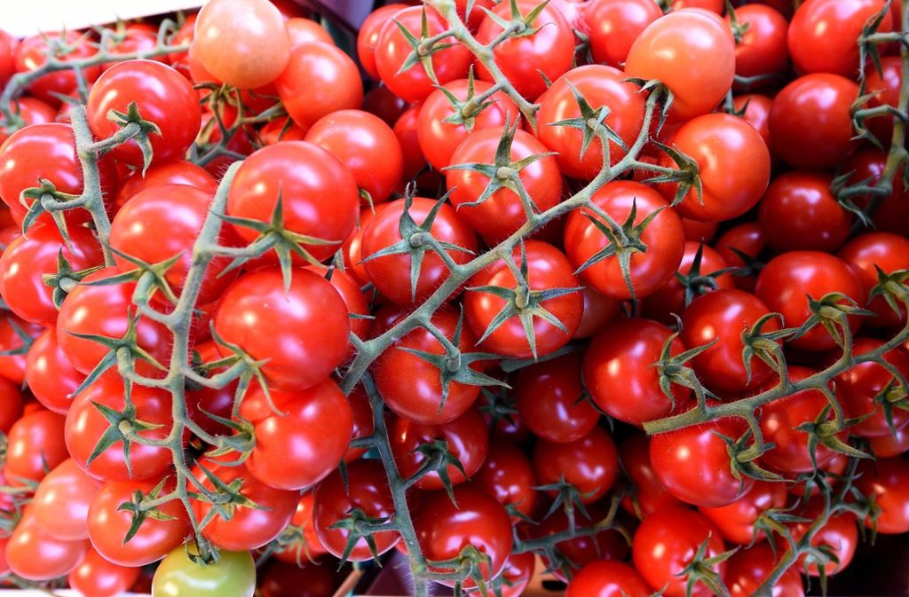 Dank der warmen Temperaturen waren die Tomaten in Deutschland und den Beneluxstaaten schneller reif als sonst. Rispentomaten kosteten im August deshalb auch 16 Prozent weniger als vor einem Jahr.