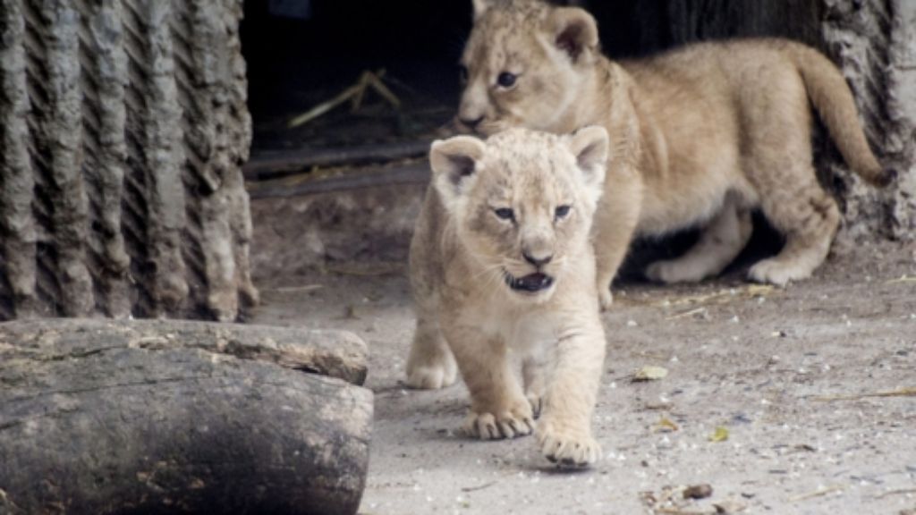 Kopenhagener Zoo: Löwentötung sorgt für Proteststurm