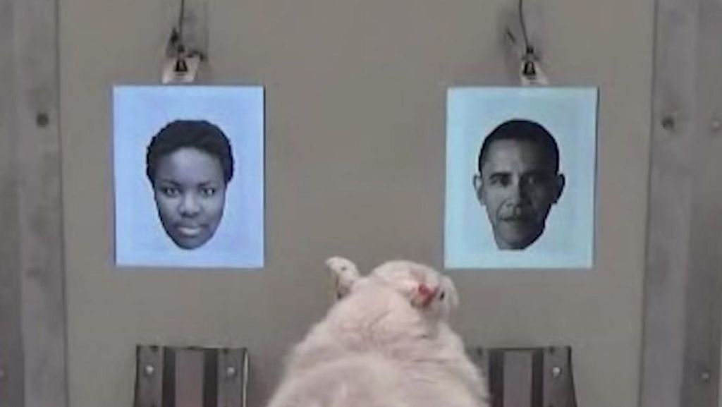 Tierisches Gedächtnis: Schafe erkennen Barack Obama auf Fotos wieder