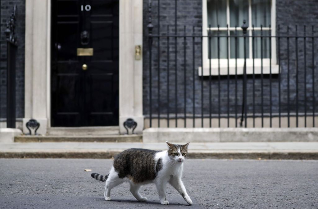 In der Premier-Residenz in der Downing Street in England gibt es nun sogar zwei Haustiere. Hauskater Larry, der fest in der Downing Street wohnt, hat nun Zuwachs bekommen.