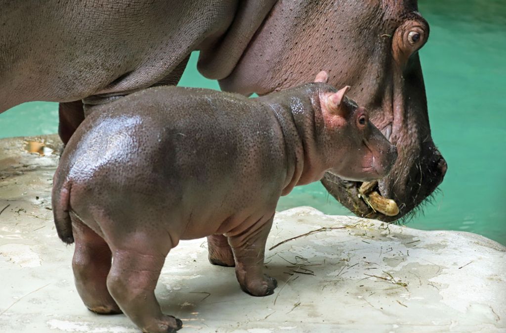 Das Datum hat die Pfleger gleich zum Namen für den junge Hippo inspiriert – es heißt Halloween.