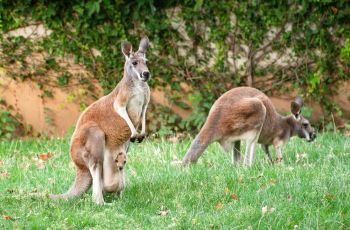 Känguru-Nachwuchs lugt aus dem mütterlichen Beutel