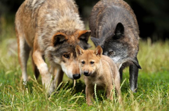 Wildtiere in Baden-Württemberg: Kommt bald das erste Wolfsrudel?