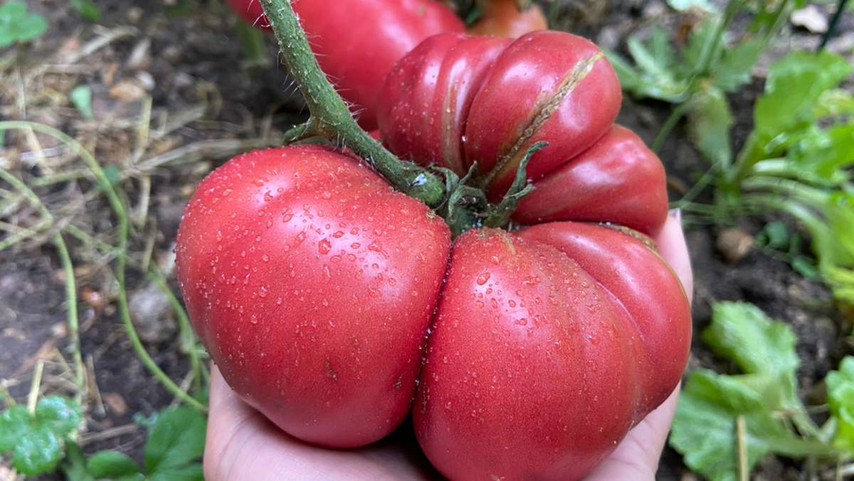 Catfacing ist ein Begriff aus dem Englischen und beschreibt bestimmte Verformungen von Tomaten. Alles Wichtige über Catface-Tomaten.