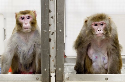 Die Tierversuche im Tübinger Max-Planck-Institut stehen unter genauer Beobachtung. Foto: dpa