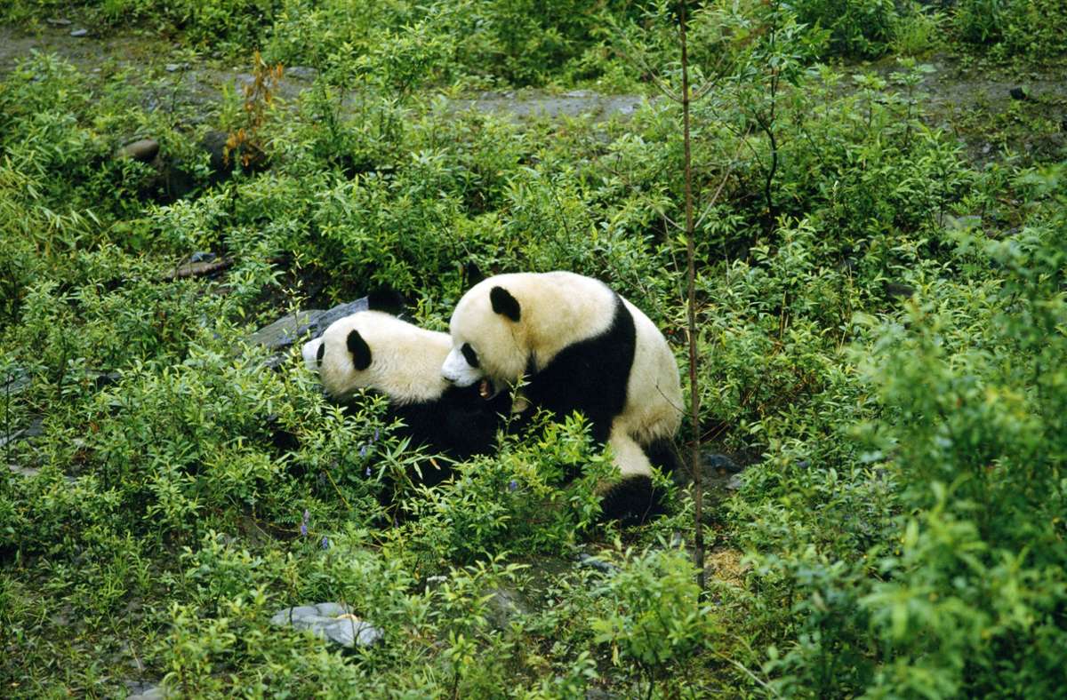 Es ist genau das, wonach es aussieht: Zwei Pandabären beim Paarungsversuch in der chinesischen Provinz Sichuan, zusammen mit den Provinzen Gansu und Shaanxi Heimat der Tiere.