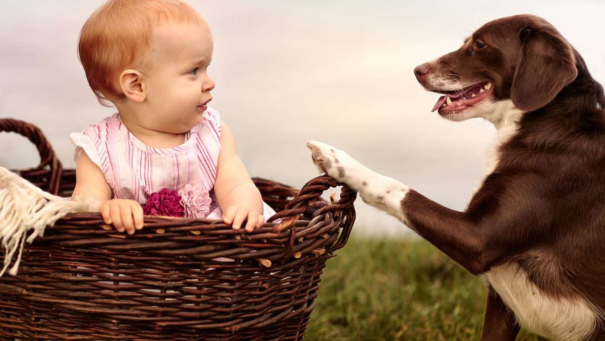 Baby und Hund: Wie man Hunde an Kinder gewöhnen kann