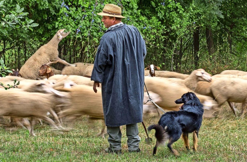 Edmund Wörner ist seit 18 Jahren der Stadtschäfer von Markgröningen. Hier führt er seine Herde gerade auf eine Streuobstwiese.