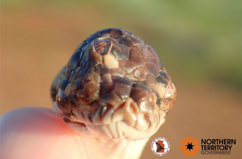 Die kleine Schlange mit drei funktionierenden Augen ist auf einer Straße im australischen Norden von Wildhütern aufgefunden worden.
