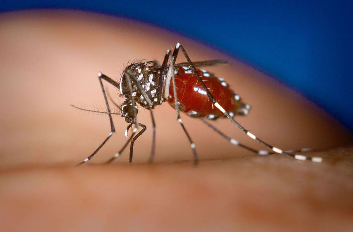 Weibliche Stechmücke der Art Aedes albopictus, ein wichtiger Überträger des Chikungunya-Fiebers.
