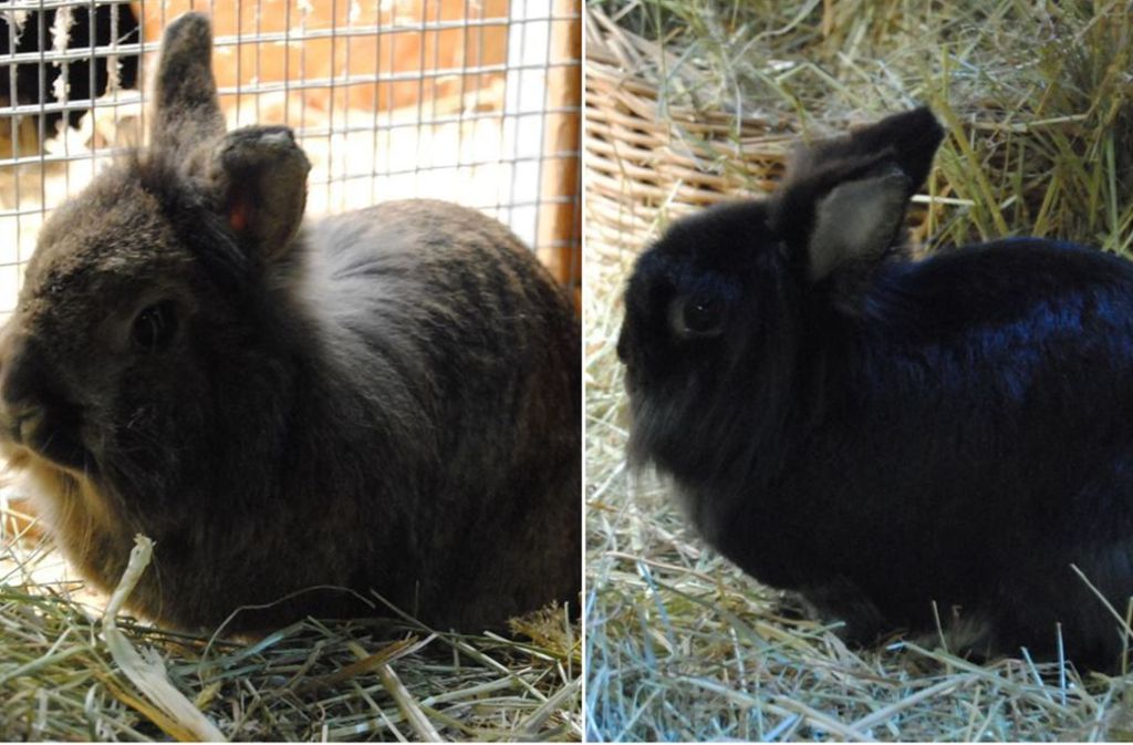 VERMITTELT – Die beiden Kaninchen Lord (l.) und Lady hängen sehr aneinander deshalb sollen sie nur zusammen in ihr neues Zuhause ziehen. Geboren 2008, kamen die beiden im Oktober 2014 ins Tierheim. Vielleicht findet sich ja ein Gnadenplätzchen?