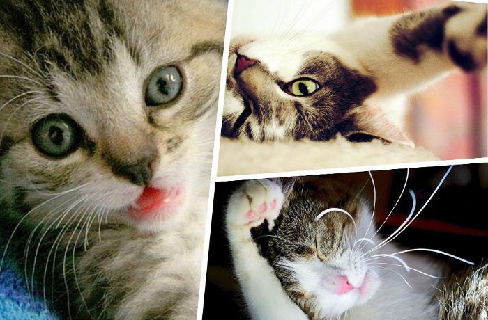 Kolumne: Zehn Dinge, die Katzen so richtig hassen