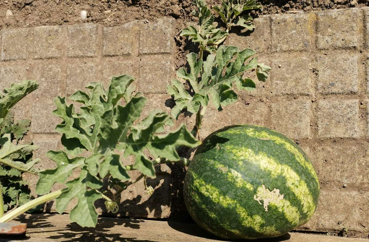 Die Wassermelonen fallen in diesem Jahr kleiner aus als sonst.