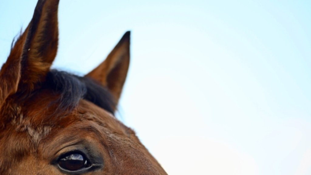 Blaulicht aus der Region Stuttgart: 20. April: Pferd begräbt Mädchen unter sich