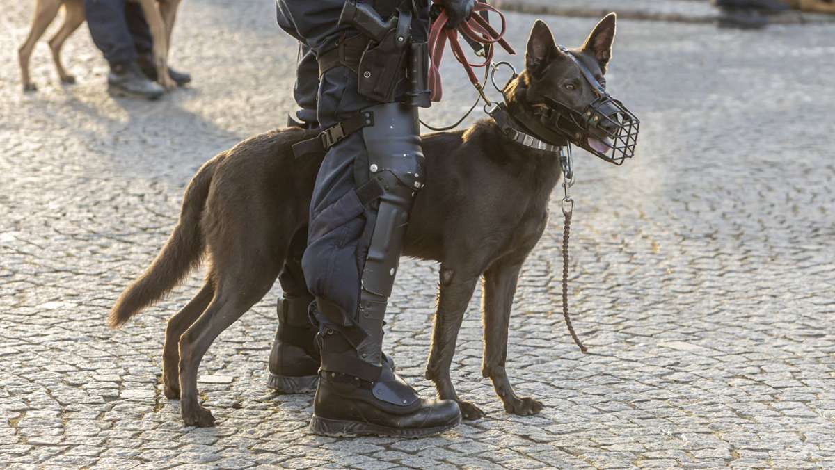 Polizei in Ludwigsburg: Neue Verordnung: Polizeihunde müssen künftig Blaulicht tragen