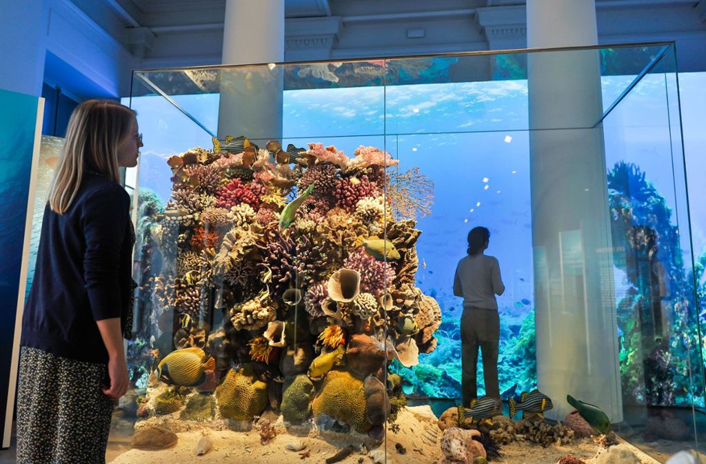 Auch eine Riesenstruktur: das Korallenriff