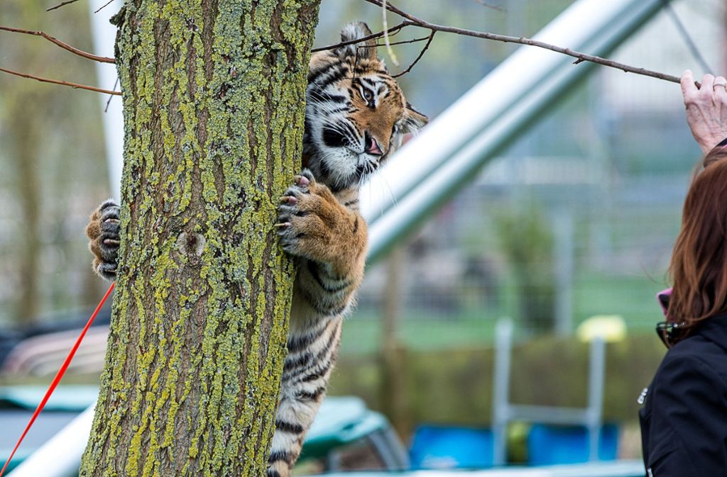 Ende August vorigen Jahres kam „Elsa“, ein Sibirischer Tiger, in einem Wanderzirkus auf der Insel Rügen zur Welt...
