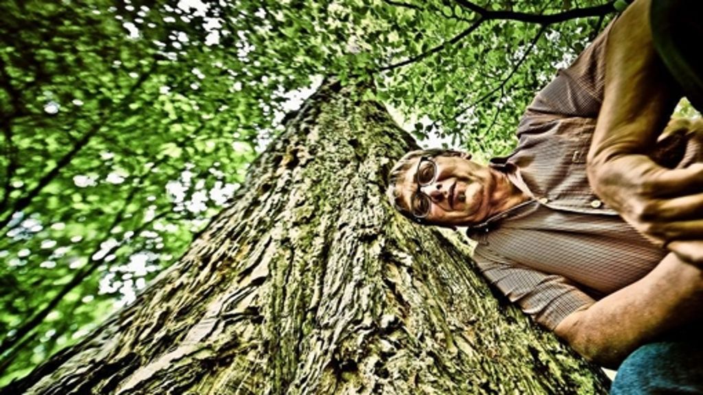 Mammutbäume in Baden-Württemberg: Der  Trost der Wälder
