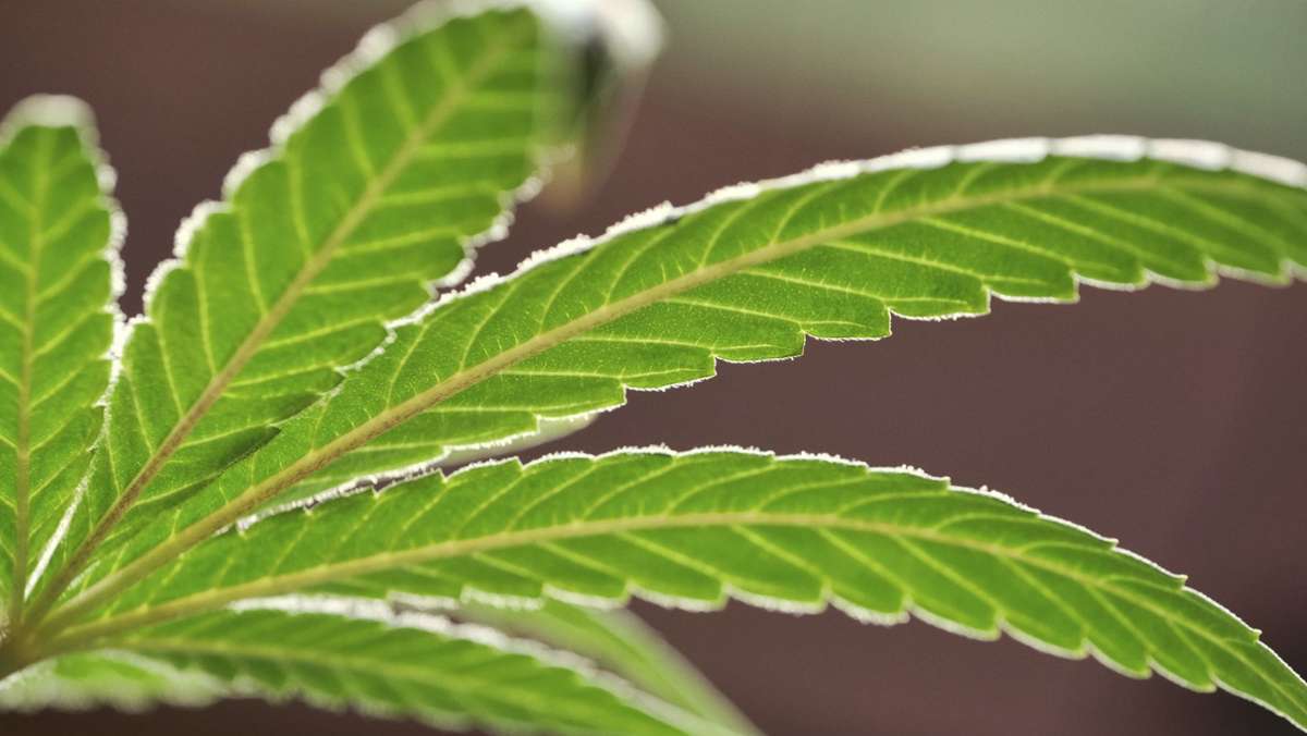  Mannheimer Forscher suchen Freiwillige, die Cannabis konsumieren und Fragen zu ihrer Verfassung beantworten. Das Ziel ist eine Smartphone-App, die helfen soll, sich von der Sucht zu befreien. 