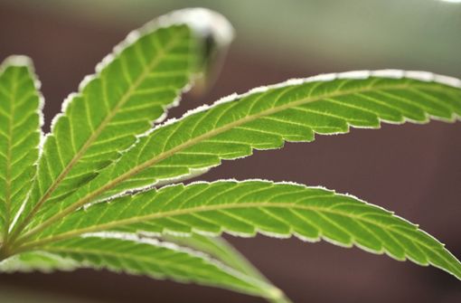 Forscher halten Cannabis keineswegs für eine harmlose Droge. Foto: AP/Richard Vogel