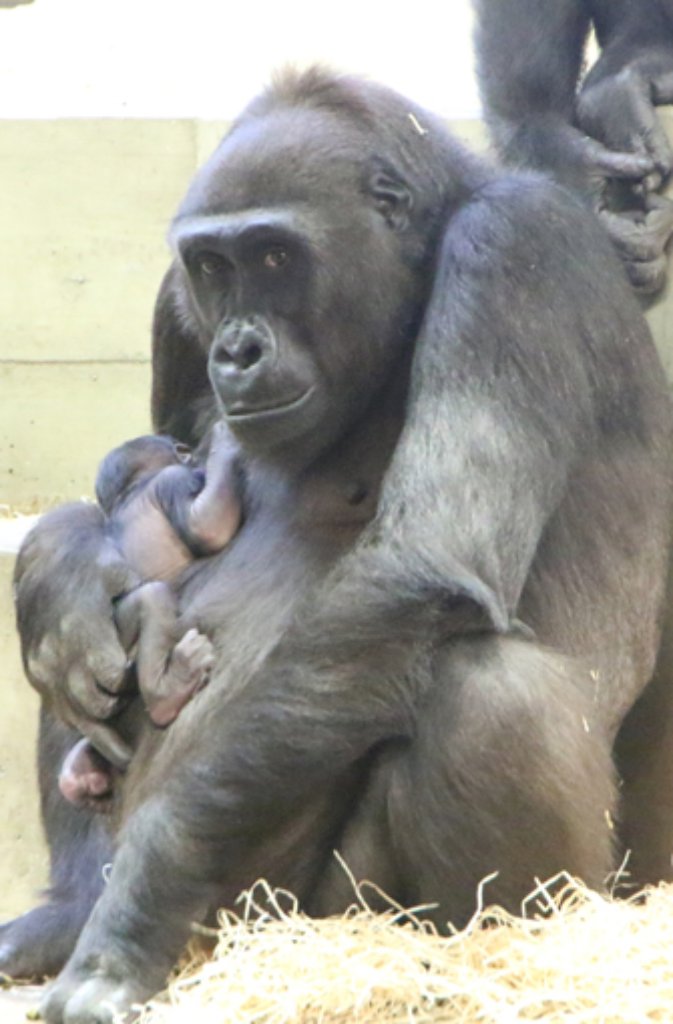 Das neue Gorilla-Baby in der Wilhelma.
