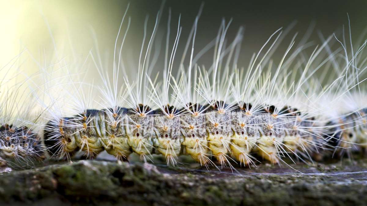 Tipps gegen die Insekten: Das hilft bei Kontakt mit Eichenprozessionsspinnern