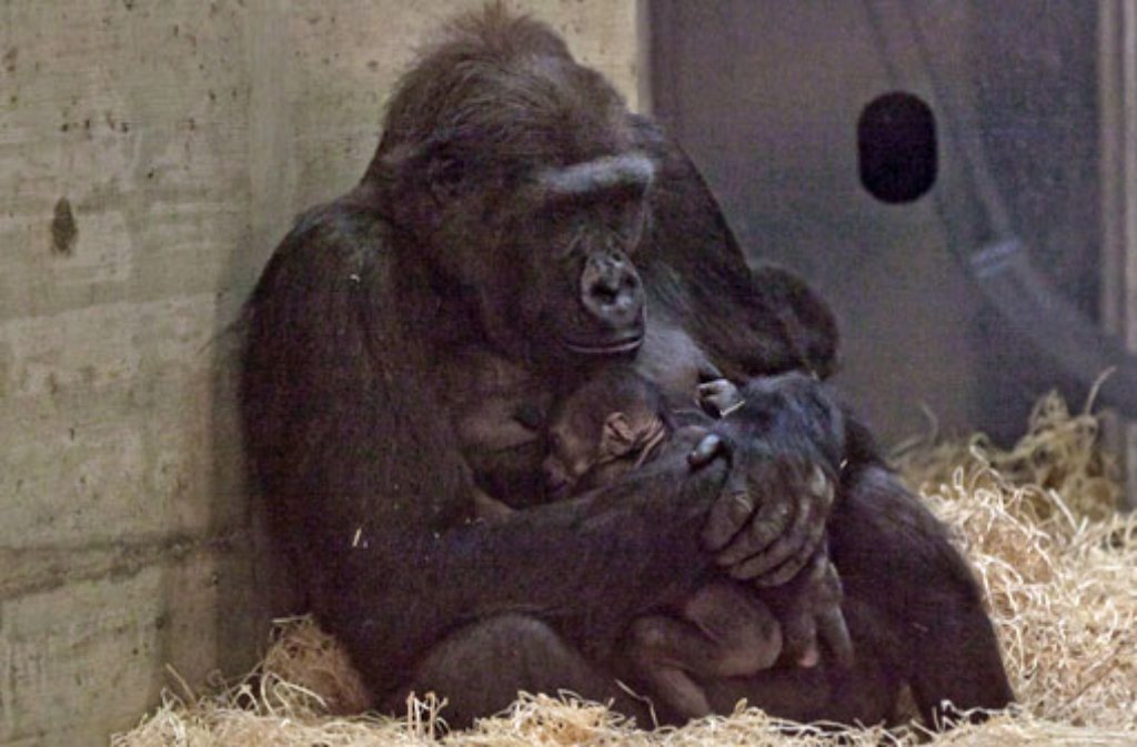 Das Gorilla-Baby in der Wilhelma wird liebevoll von seiner Mutter umhegt. Das Foto einer Besucherin hat nun eindeutig gezeigt: es ist ein Junge.