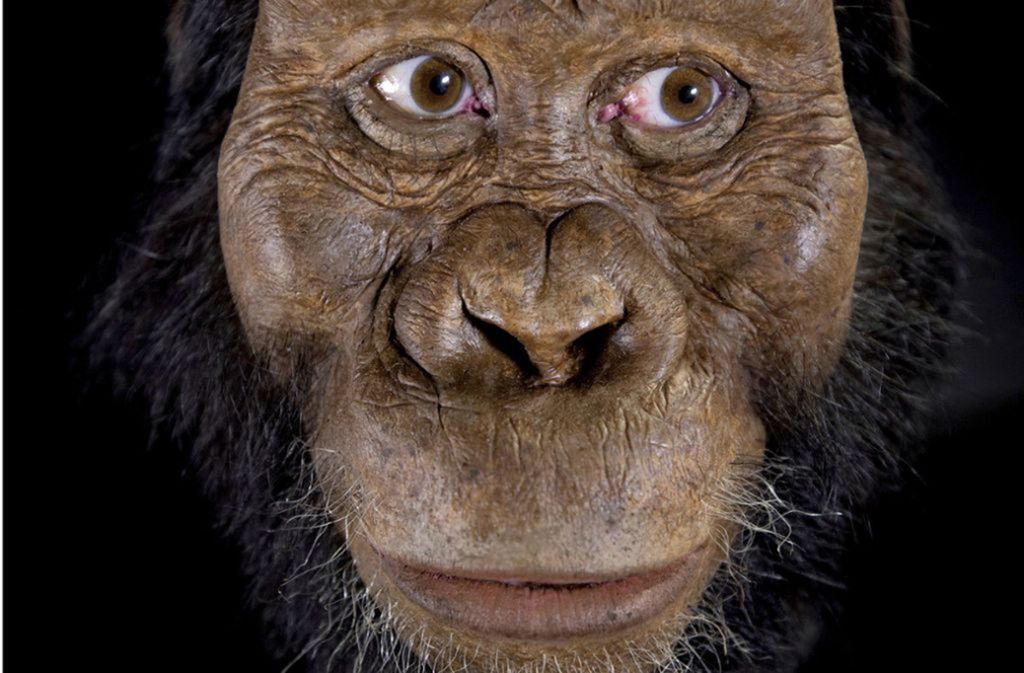 So könnte der Vorfahre der berühmten Frühmenschen-Dame Lucy ausgesehen haben: Es handelt sich um einen Australopithecus anamensis.