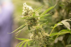 Cannabis-Legalisierung verstößt laut Gutachten gegen geltendes Recht