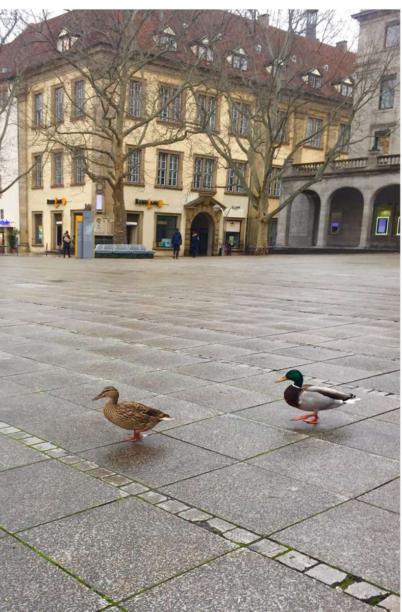 Entenhausen: statt Passanten watscheln diese Enten über den Schlossplatz.