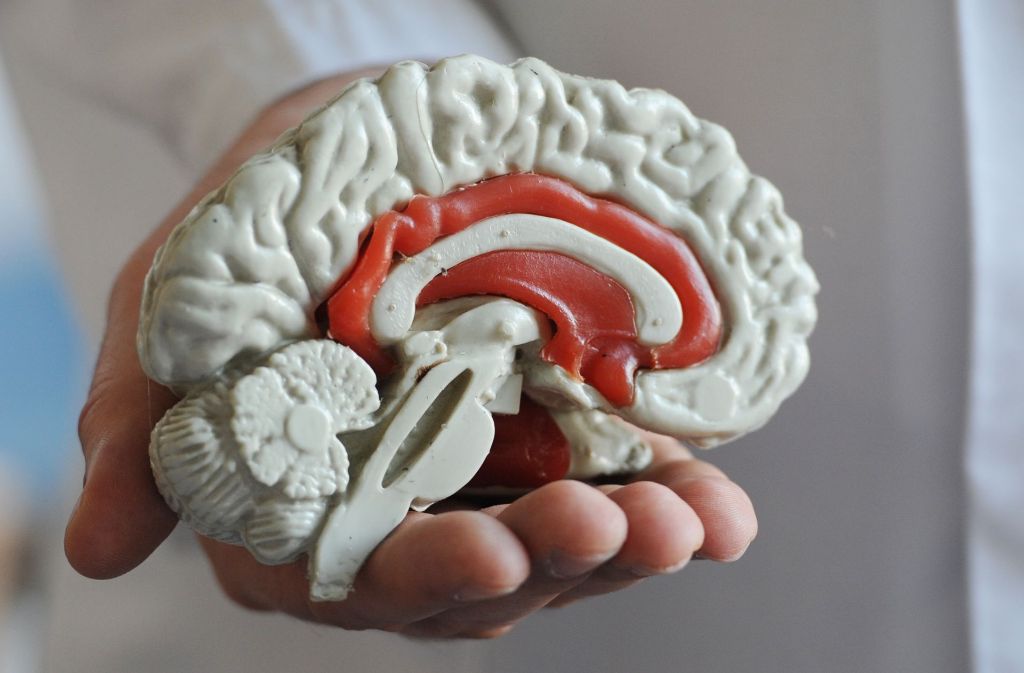 Betroffen war zum einen der sogenannte mediale präfrontale Cortex – das Hirnareal hinter der menschlichen Stirn. Dort wird vorhandenes Wissen mit neuem abgeglichen, miteinander verknüpft und emotional bewertet.