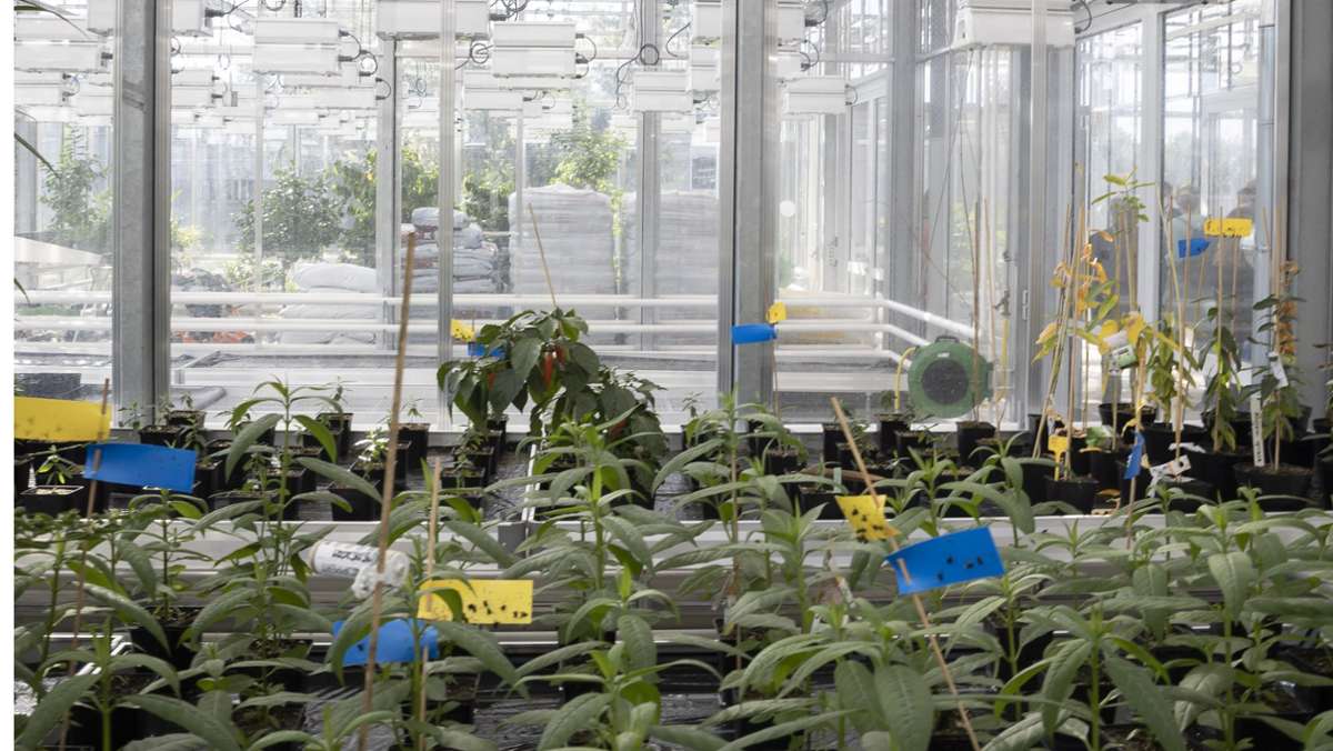 Hightechgewächshaus  der Uni Hohenheim: So sollen Pflanzen fit  für den Klimawandel werden