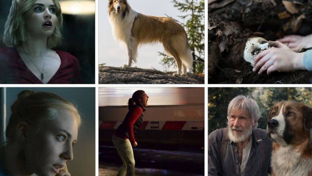 Kinostarts der Woche: Gute Hunde, böse Inseln und mutige Goldsucher
