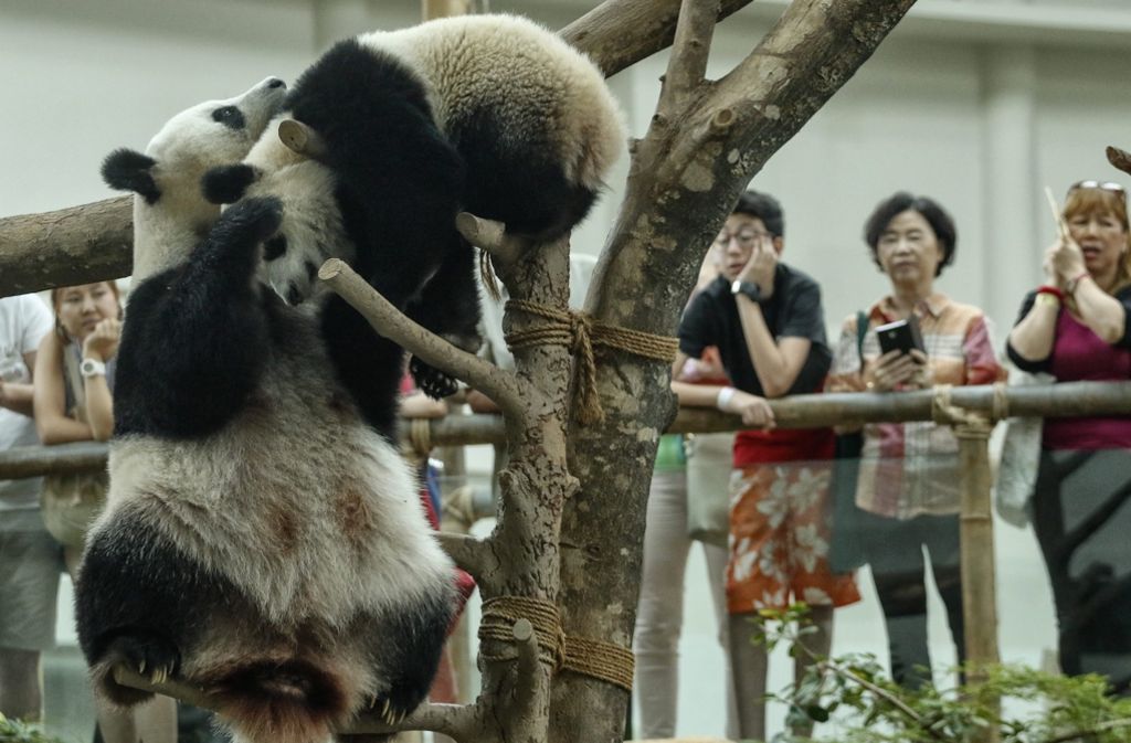 Ob sie ihrem einjährigen Nachwuchs, dem Riesen-Panda-Baby Nuan Nuan, etwas von der Torte abgegeben hat, ist nicht bekannt.