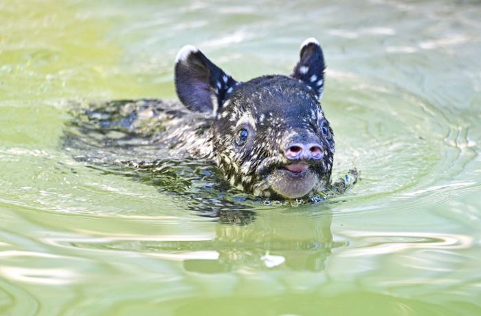 Wilhelma-Nachwuchs: Tapir-Baby hat nun einen Namen