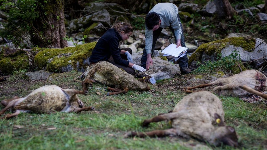 Wolf tötet Schafe in Bad Wildbad: Betrieb fordert nach Wolfsangriff mehr Hilfe