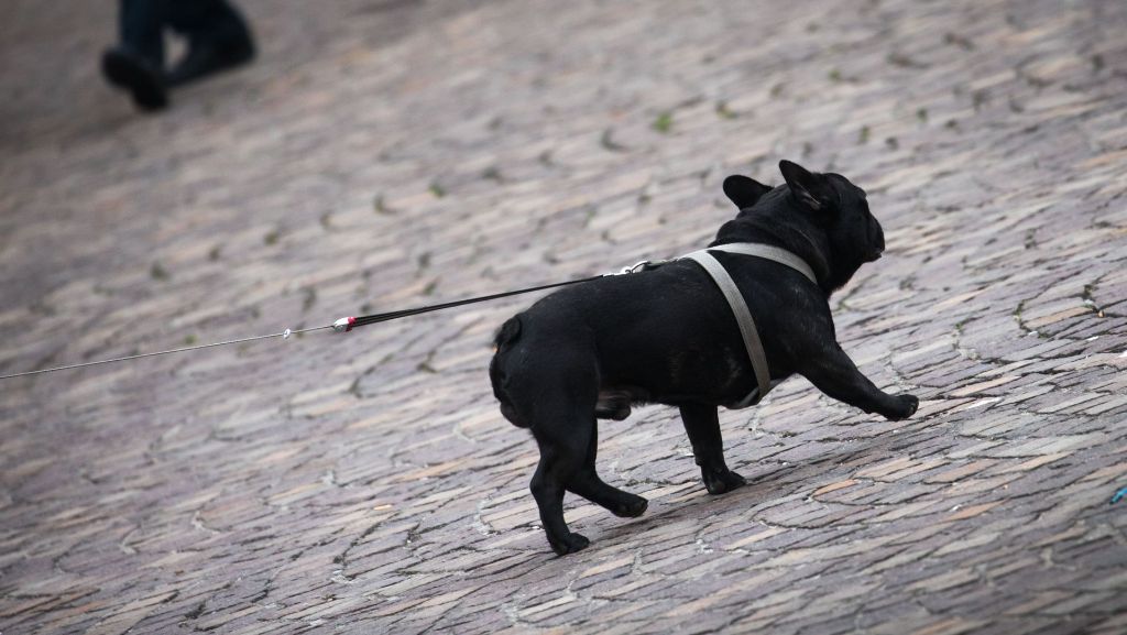 Kreis Ludwigsburg: Herrchen angefahren - Hund läuft davon