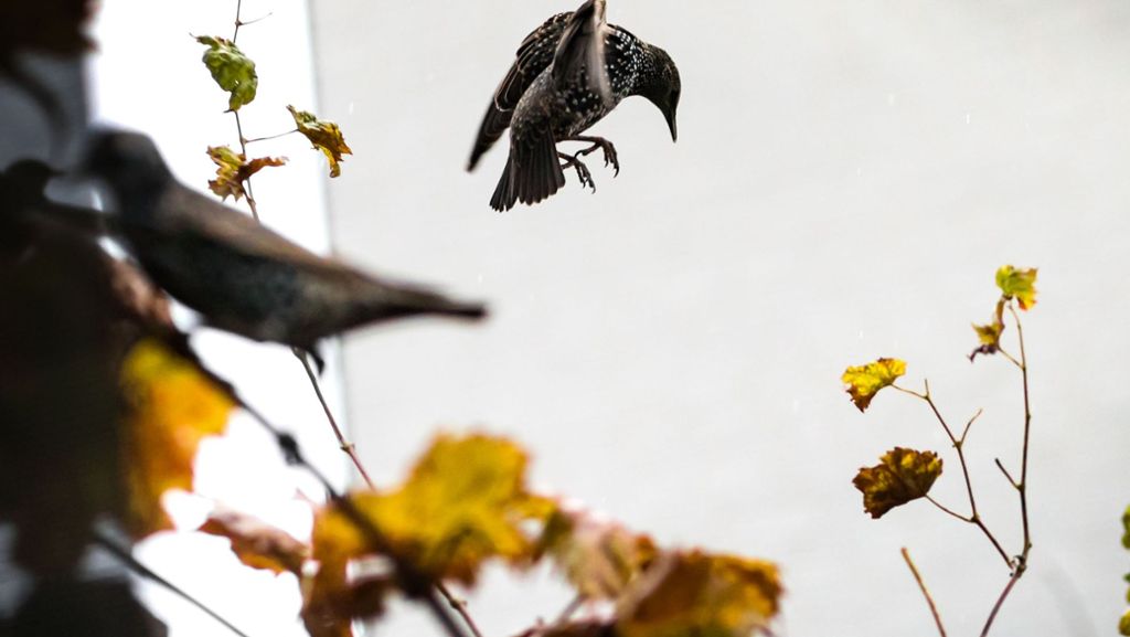  In einer kleinen Stadt in Missouri fallen mehr als tausend Vögel tot vom Himmel. Sie landen auf Feldern und in Vorgärten. Viele von ihnen weisen Verletzungen an den Flügeln auf. 