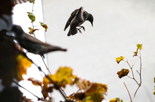 Auch Stare waren unter den toten Vögeln. (Symbolbild) Foto: dpa/Frank Rumpenhorst