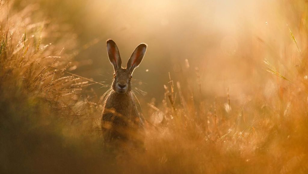 Naturfotograf des Jahres: So schön sind die Gewinnerbilder
