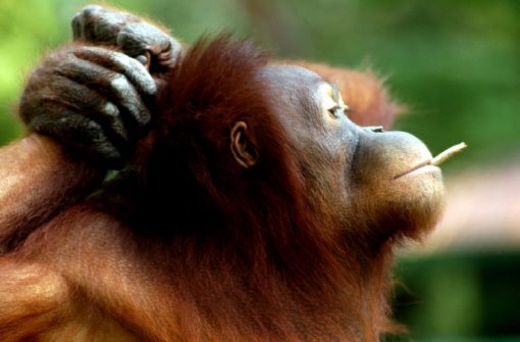 Auch Affendame Tori konnte 2012 schlechte Angewohnheiten überwinden. Im Juli wird das Orang-Utan-Weibchen aus Indonesien von seinen Pflegern auf Entzug gesetzt. Seit zehn Jahren war Tori nikotinabhängig. Zoo-Besucher hatten ihr immer wieder Zigarettenstummel ins Gehege geworfen.